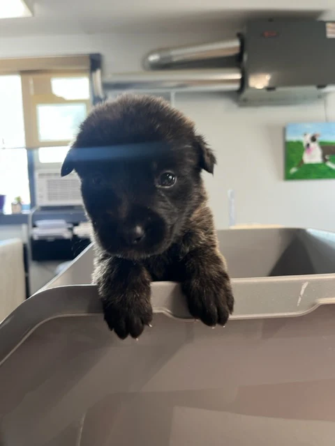 Specialized Care - Puppies - Image 2