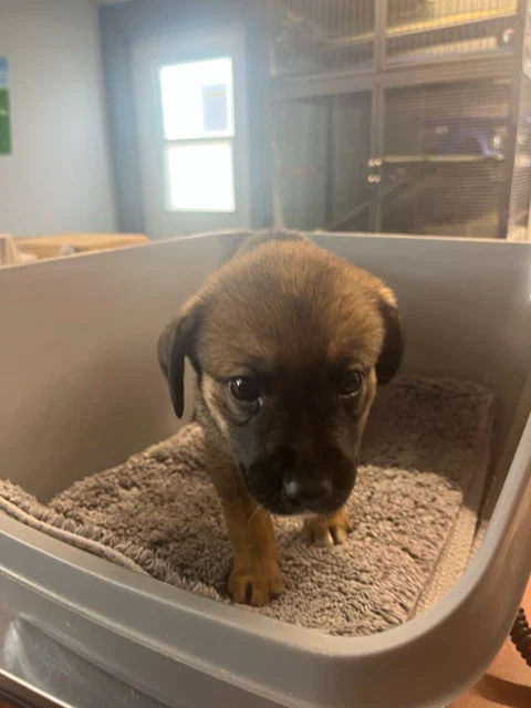 Specialized Care - Puppies - Image 3