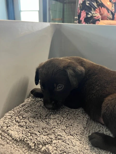 Specialized Care - Puppies - Image 5