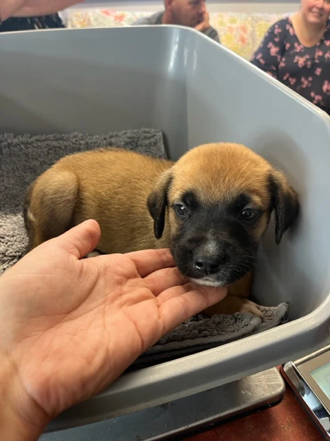 Specialized Care - Puppies - Image 6