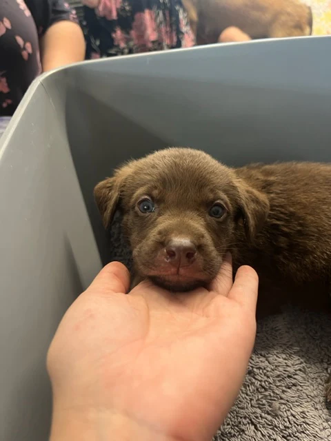 Specialized Care - Puppies - Image 7