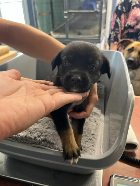 Specialized Care - Puppies - Image 8