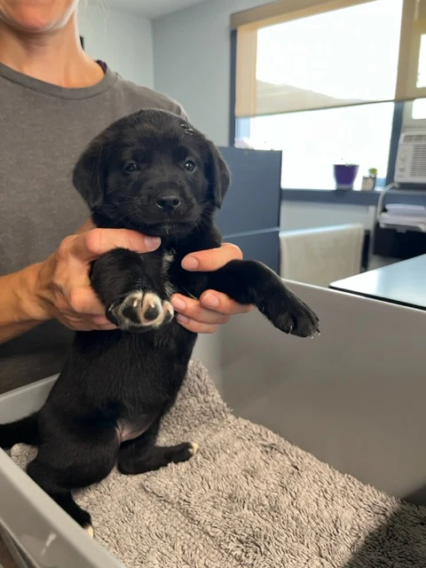 Specialized Care - Puppies - Image 9