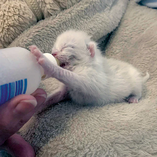 The Gift of a Pawrent's Love - Image 4