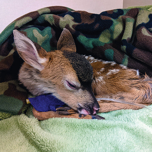 The Gift of Rescue and Recovery - Image 4