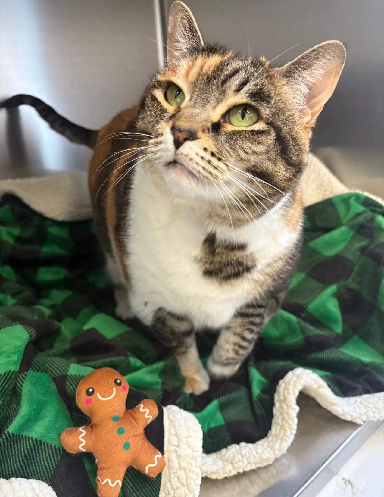 Treats & Toys - Image 2