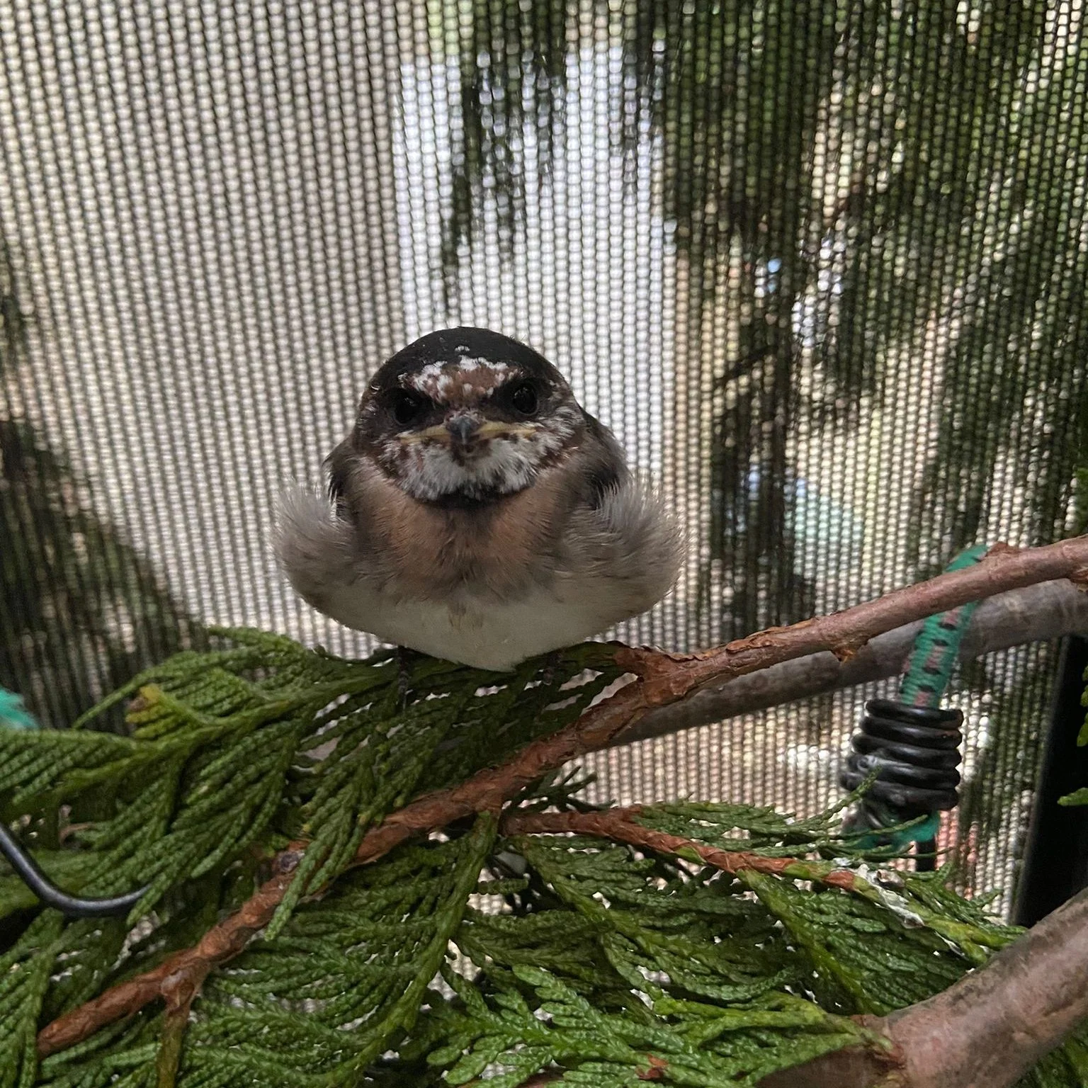 Outdoor Avian Enclosure - Wild ARC - Image 2