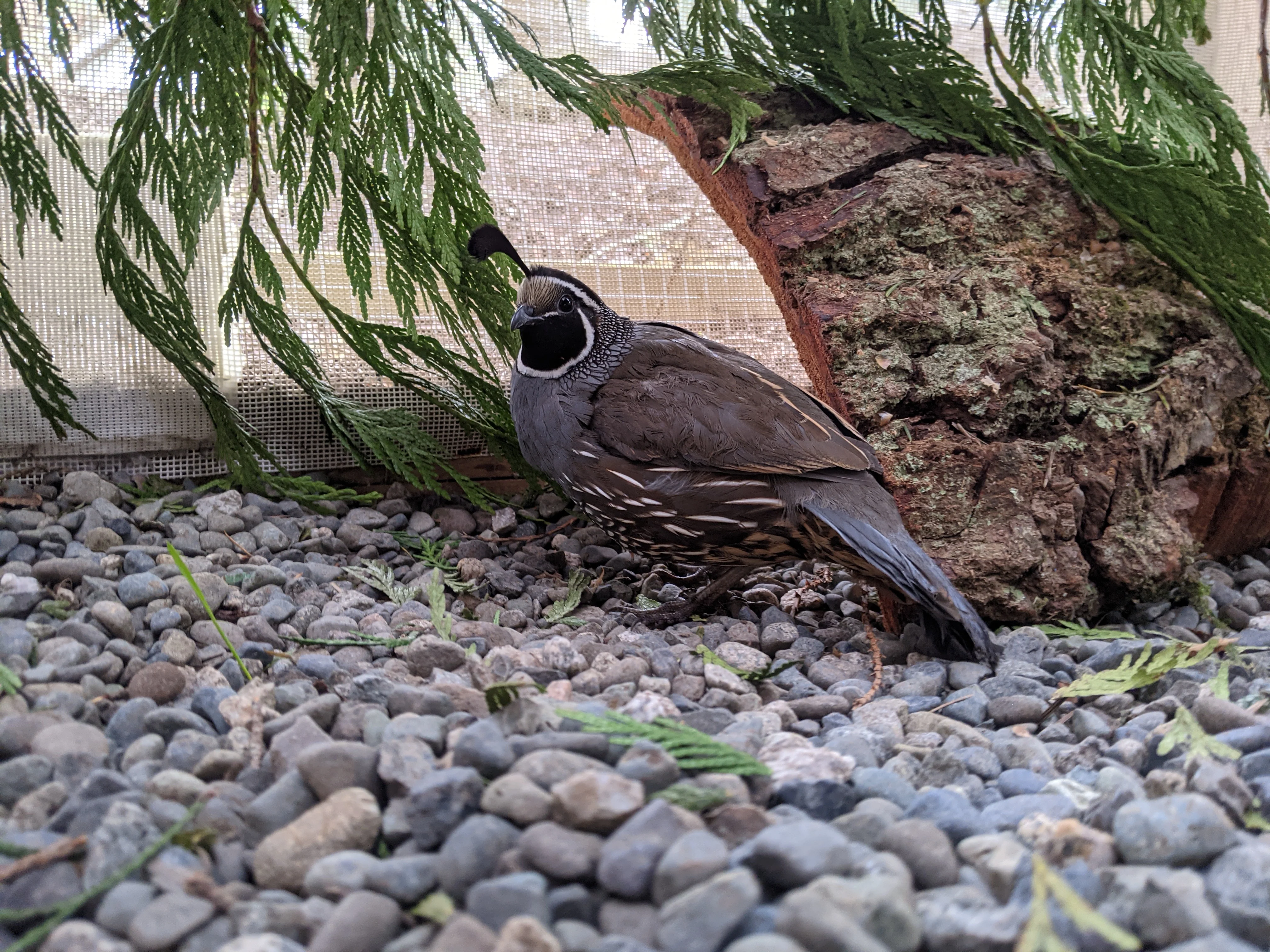 Outdoor Avian Enclosure - Wild ARC - Image 3