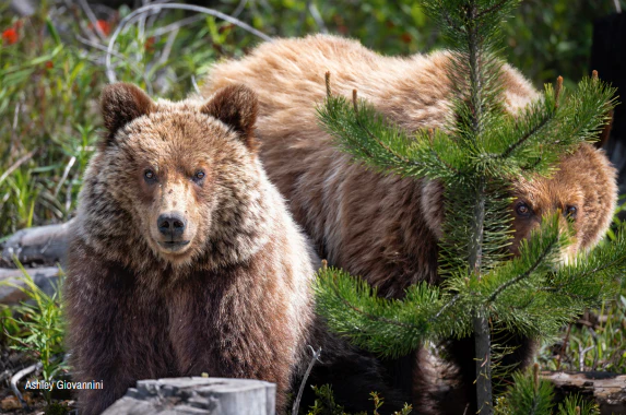 Wildlife Greeting Cards (Pack of 18) - Image 14