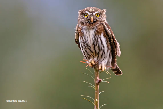 Wildlife Greeting Cards (Pack of 18) - Image 15