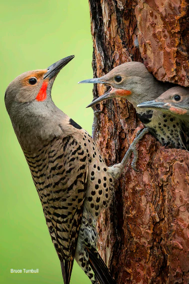 Wildlife Greeting Cards (Pack of 18) - Image 16