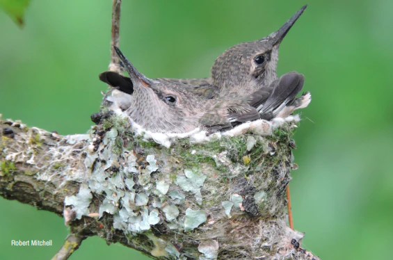 Wildlife Greeting Cards (Pack of 18) - Image 3
