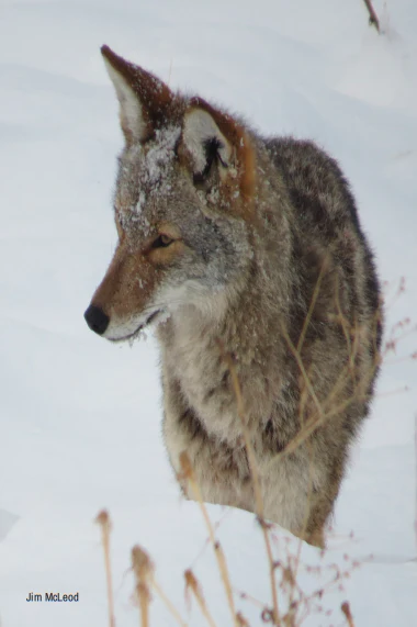 Wildlife Greeting Cards (Pack of 18) - Image 7