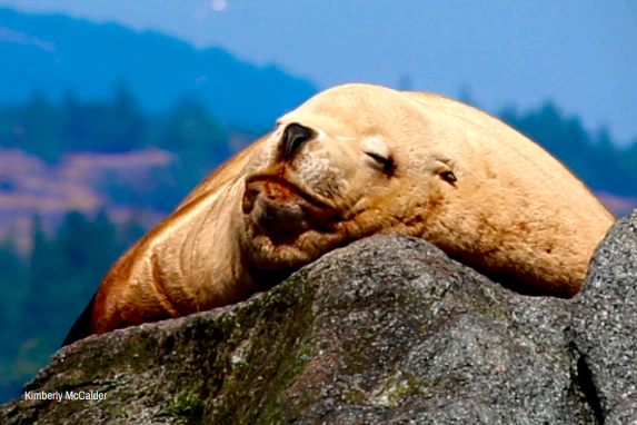 Wildlife Greeting Cards (Pack of 18) - Image 9