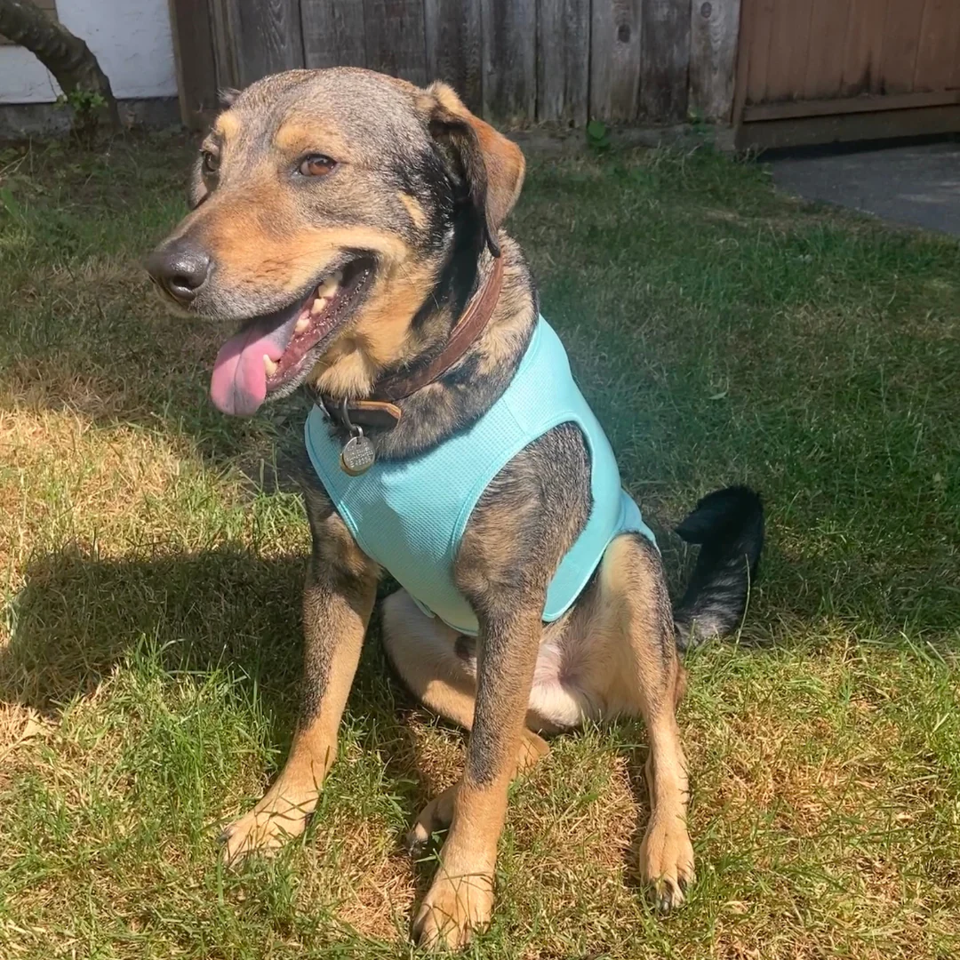 Zephyr Cooling Dog Vest - Image 5